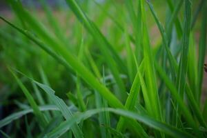 Close-Up of Green Grass in Nature photo