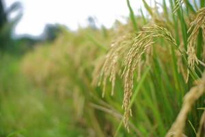 Mature Rice Crop in the Field with Blurred Background photo