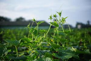 Close-Up of Growing Cucumber Plants in a Field photo