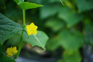 Close-Up of Yellow Flower on Green Vine photo