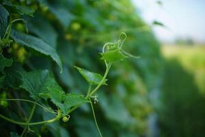 Close-Up of Cucumber Plant Vines photo