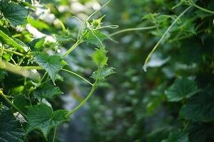 Close-Up of Green Vine Leaves photo