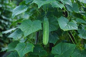Nature Bounty Cucumbers on the Vine photo