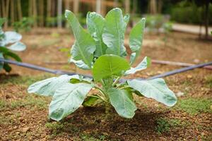 Young Green Cabbage Plant in Garden photo