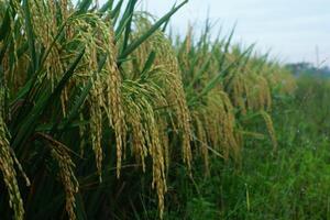 Close-Up of Rice Field Ready for Harvest photo