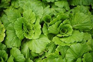Close-Up of Fresh Green Leafy Vegetables photo