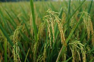 Close-Up of Rice Grains in a Paddy Field photo