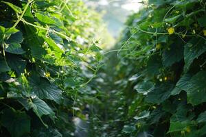 Pathway Through Lush Cucumber Plants photo