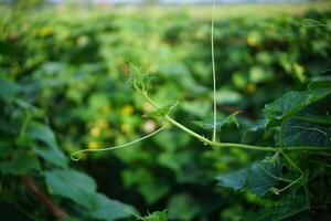 Close-Up of Green Vine in a Vegetable Field photo
