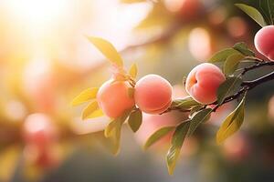 close-up of fruit tree branch with ripe juicy peaches on blurred bokeh background in orchard photo