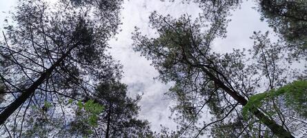 3. Low angle view of pine forest photo