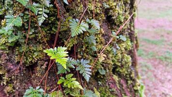 7. Close up of mossy tree trunk photo