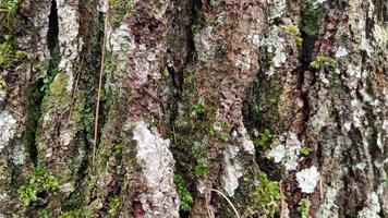 11. Close up of mossy tree trunk photo