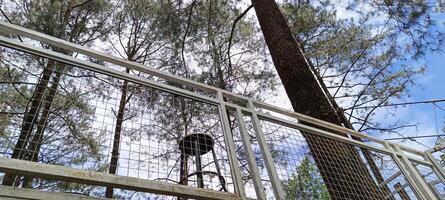 38. Low angle view of post in pine forest photo