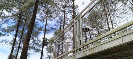 39. Low angle view of post in pine forest photo