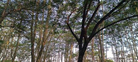 10. View of trees in the pine forest photo