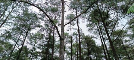 14. Low angle view of pine forest photo