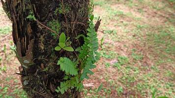 4. Close up of mossy tree trunk photo