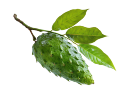 Cherimoya fruit on branch with green leaves ready for harvest png