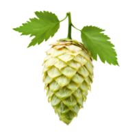 Fresh green hop cone with leaves for brewing and cooking png