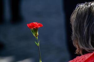 hand of an old woman holding a carnation in celebration of the 25th of April in Portugal, Carnation Revolution. photo