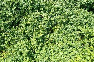 agrícola campo de patata cultivo gastos generales parte superior abajo ver por zumbido, texturizado antecedentes para concepto de agricultura foto