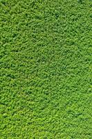 agricultural field of potato cultivation overhead seen by drone, texture background concept of agriculture photo
