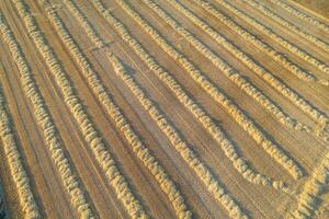 aerial pattern of straw rows in a golden field, drone photography of harvested cereal field pattern photo