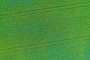 agricultural field of potato cultivation overhead seen by drone, textured background for the concept of agriculture photo