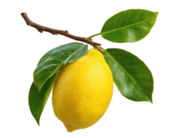 Fresh lemon hanging on a branch with green leaves in natural setting png