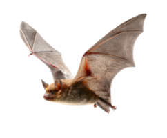 Flying bat in a natural environment during dusk hours png