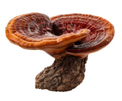 Unique and colorful ganoderma mushroom on a natural log base png