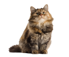 Cute fluffy cat looking up with curious expression in indoor setting png