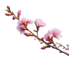Delicate cherry blossom branch in springtime blooming beauty png