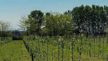 Verdant vineyard rows bask in sunlit splendor, evoking Arbor Day reveries and whispers of Dionysian springtime celebrations photo