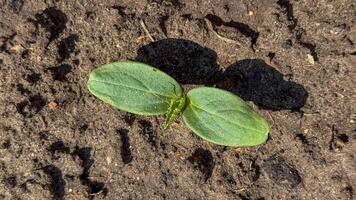 Seedling breaks through earths tapestry, whispering tales of renewal and Imbolcs promise, embracing Gaias hidden serenade photo