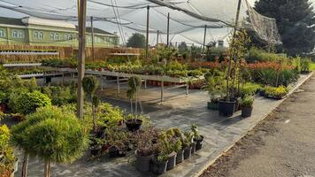 Whimsical garden nursery oasis, thriving verdant dreams, bonsai whispers, World Bonsai Day tranquility, hidden horticultural haven in morning glow photo