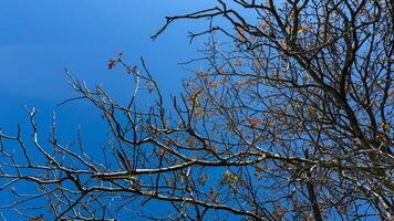 Bare branches dance against the cobalt sky, whispering secrets of Samhains arrival and natures quiet lullaby photo