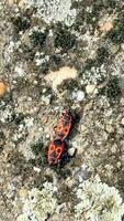 Two firebugs mate on lichen covered ground, symbolizing natures renewal and Earth Days ecological harmony photo