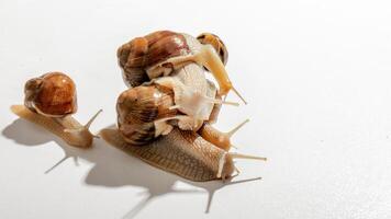 Snail pyramid on sunlit stage, symbolizing slow moving unity, perfect for World Snail Day or quirky meditation retreats photo