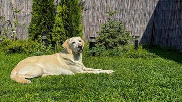 Sunny Labrador basking on emerald grass, embodying lazy afternoon serenity, perfect for Pet Appreciation Week or Lazy Day celebrations photo