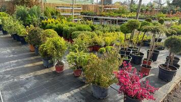 Lush potted topiaries bask under morning light, heralding Spring Equinox festivities, vibrant gardens, and Japanese Hanami celebrations photo