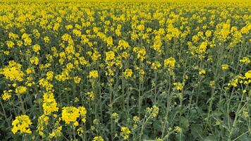 Expansive yellow canola field in bloom, representing harvest season and sustainable agriculture, ideal for Earth Day concepts photo