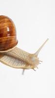 Earthy snail carrying its tiny world, ephemeral nature on Shellfish Appreciation Day, shadows dance in sunlit stillness photo