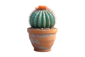 A vibrant cactus with striking spines and colorful top potted in a rustic container for indoor png