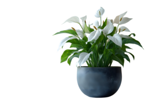 Elegant White Flowering Plant in Modern Pot Ideal for Home Decor and Botanical Enthusiasts png