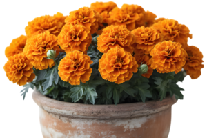 Orange Marigolds in Terracotta Pot Vibrant Autumn Floral Arrangement png