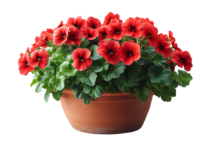 Red flowers in terracotta pot vibrant bloom lush greenery isolated background png