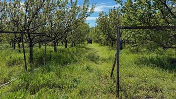 Lush orchard whispers springs renewal, verdant path beckons earths bounty, reminiscent of Arbor Day and Greenery Day photo