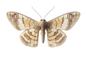 Detailed CloseUp of a Butterfly with Intricate Wing Patterns and Soft Fuzzy Body Ideal for Na png